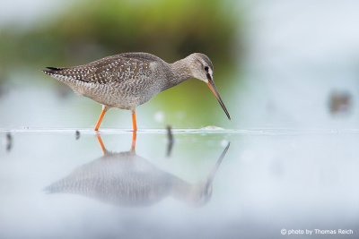 Spotted Redshank foraging in shallow waters
