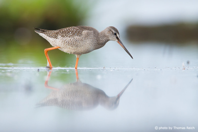 Spotted Redshank feeding on water insects
