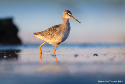 Spotted Redshank wading