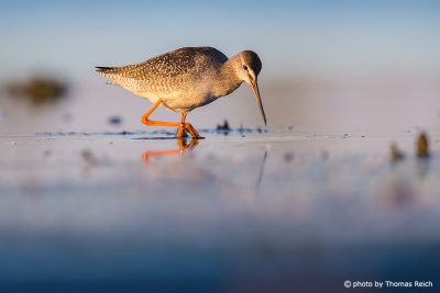 Spotted Redshank in the evening light