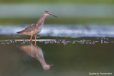 Spotted Redshank call in the moor