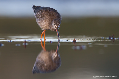 Spotted Redshank eating and feeding