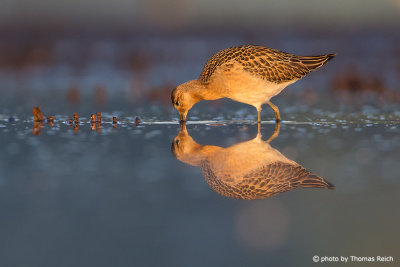 Ruff bird eating in the marsh