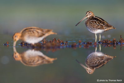 Common Snipe searching for snails