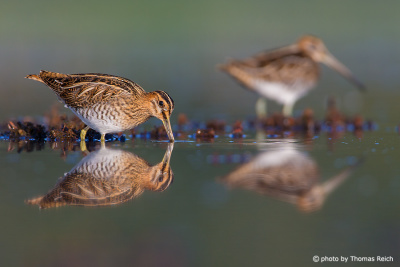 Common Snipe couple foraging