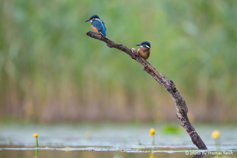 Two juvenile Common Kingfisher at the lily pond