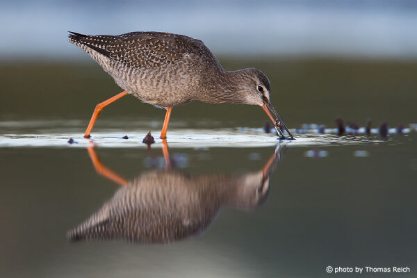 Spotted Redshank searching for food