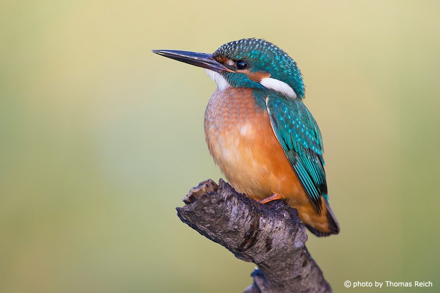 Weight of Common Kingfisher