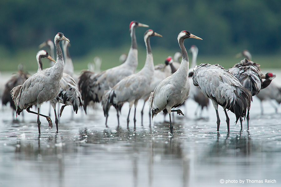 Common Cranes at roosting place