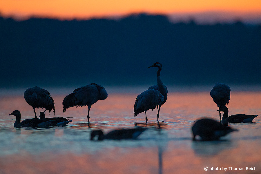 Early morning cranes at roost