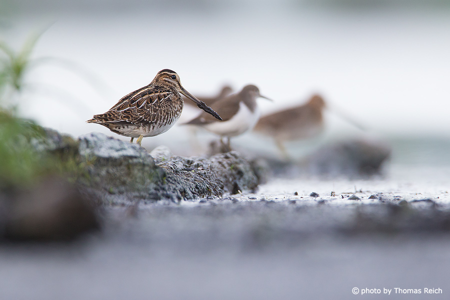 Common Snipes stand in the mud