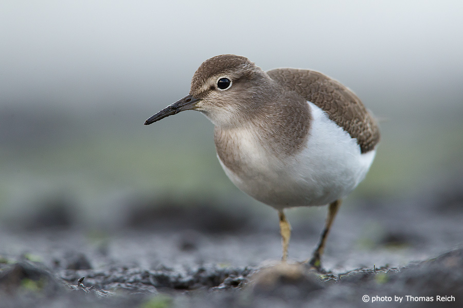 Common Sandpiper images appearance