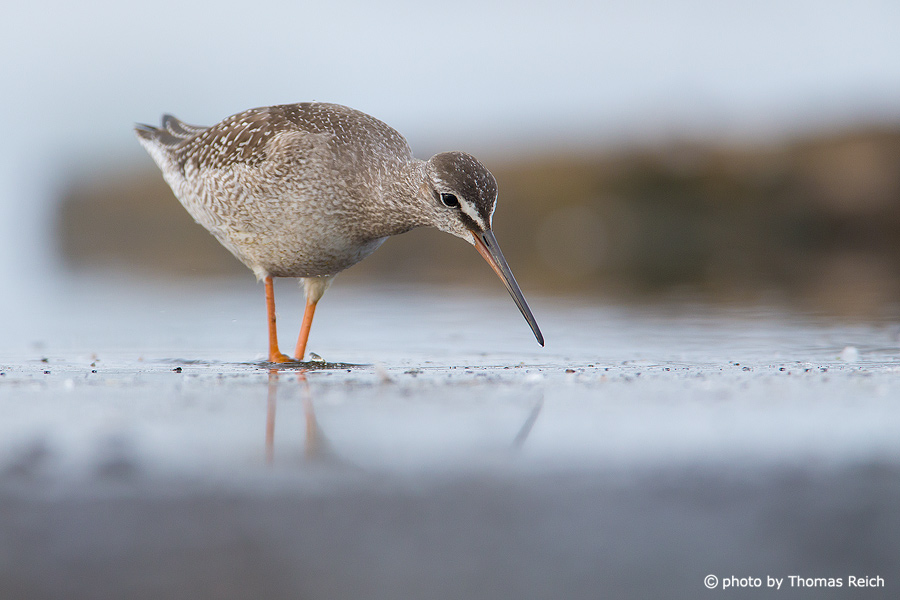 Spotted Redshank winter plumage