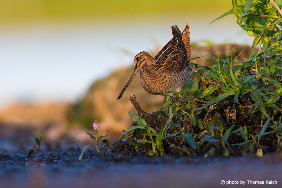 Camouflaged Common Snipe