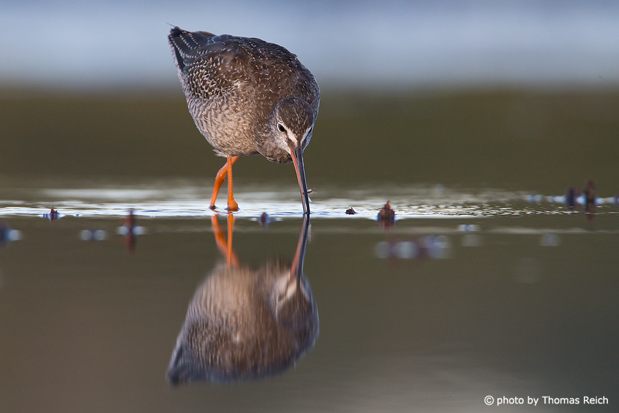 Spotted Redshank eating and feeding
