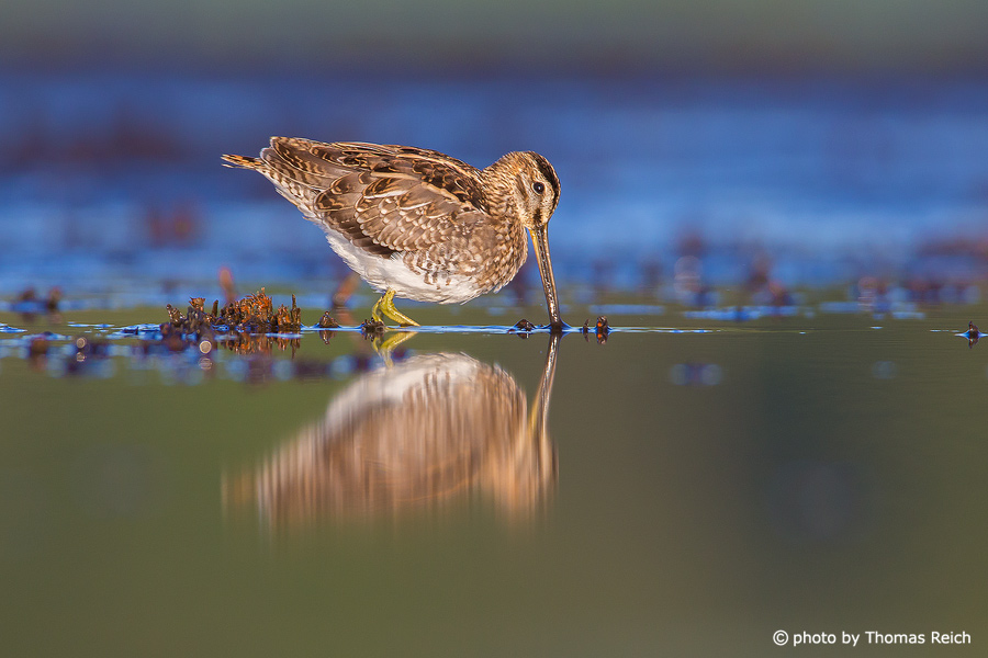 Common Snipe in search of worms
