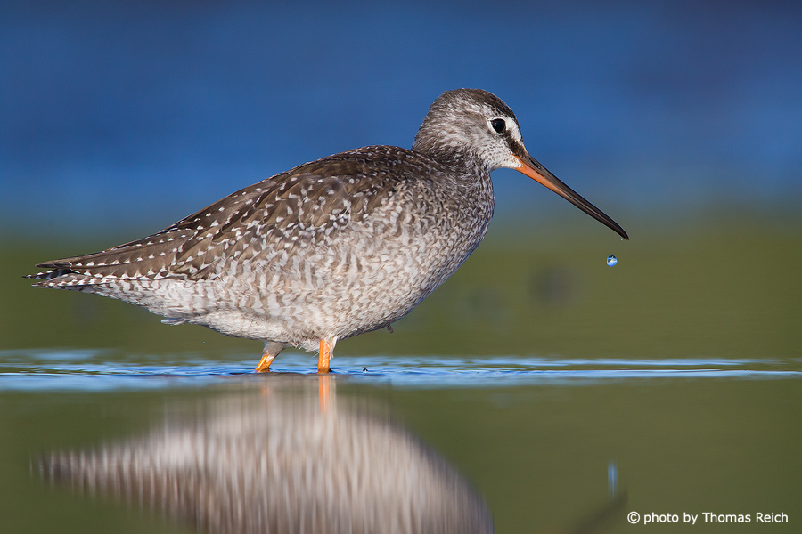 Spotted Redshank legs