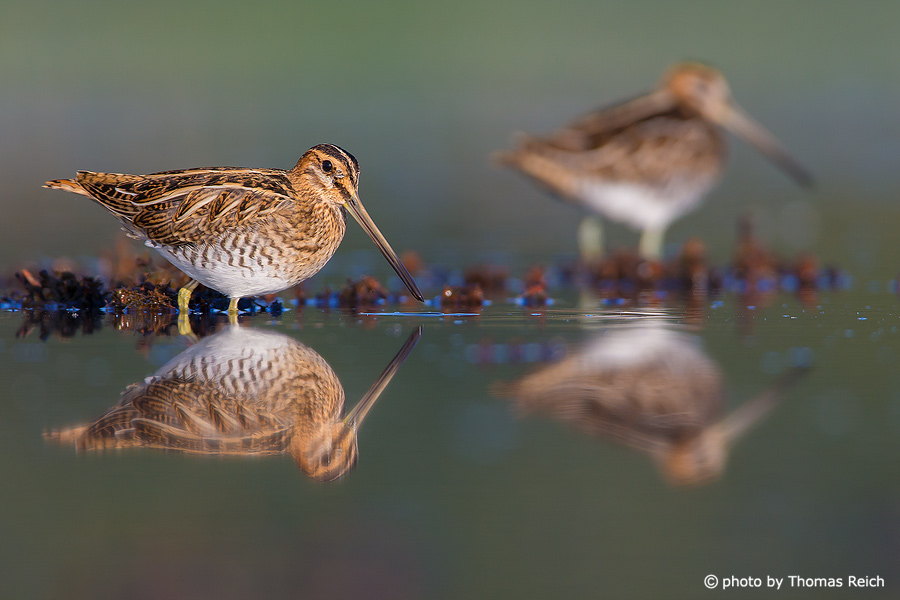 Common Snipes in wet meadows