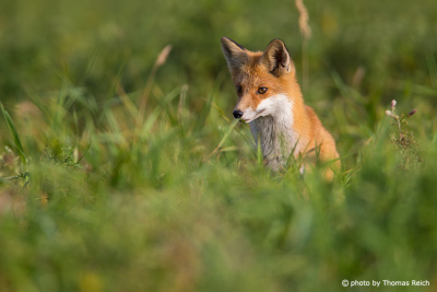 Red Fox sitting in grass
