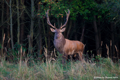 Big adult Red Deer and forest