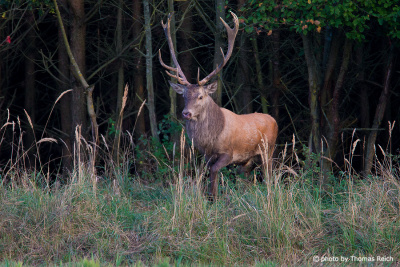 Red deer at the edge of the forest