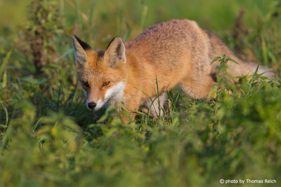 Red Fox at the sun