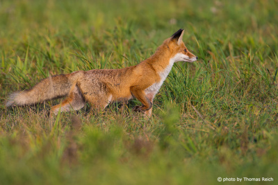 Red Fox hunt