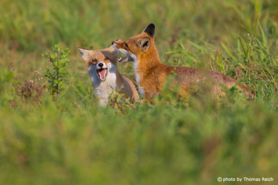 Juvenile Red Foxes fighting