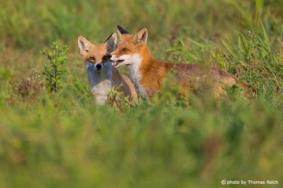Young Red Foxes play