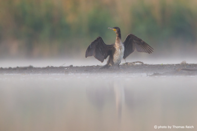 Great Cormorant with white breast