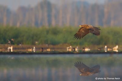 White-tailed Eagle flying low above wetland