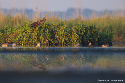 junger Seeadler sitzt im Moor