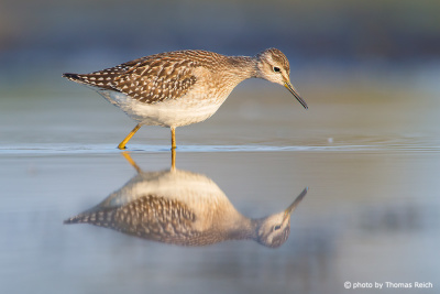 Wood Sandpiper foraging and diet