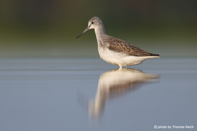Common Greenshank in Germany