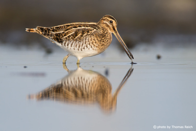 Common Snipe reflects in water
