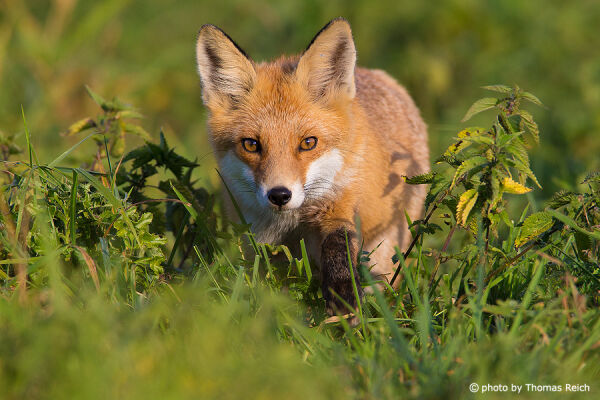 red fox predators