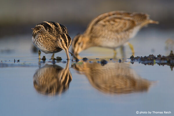 Common Snipe looking for food