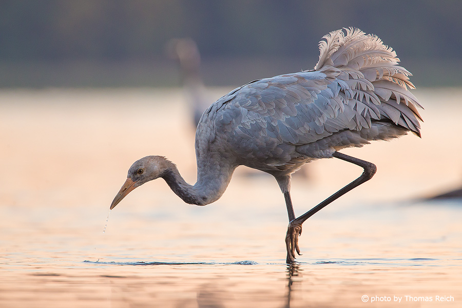Juvenile Common Crane in shallow water