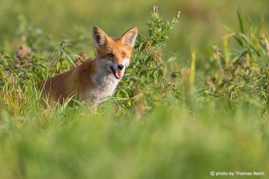 Fuchs in Morgensonne