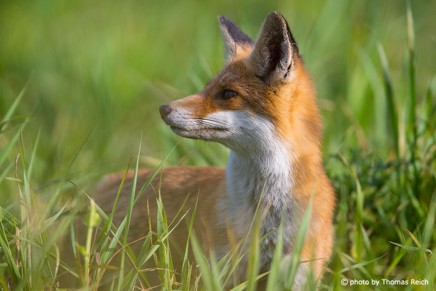 Red Fox fur