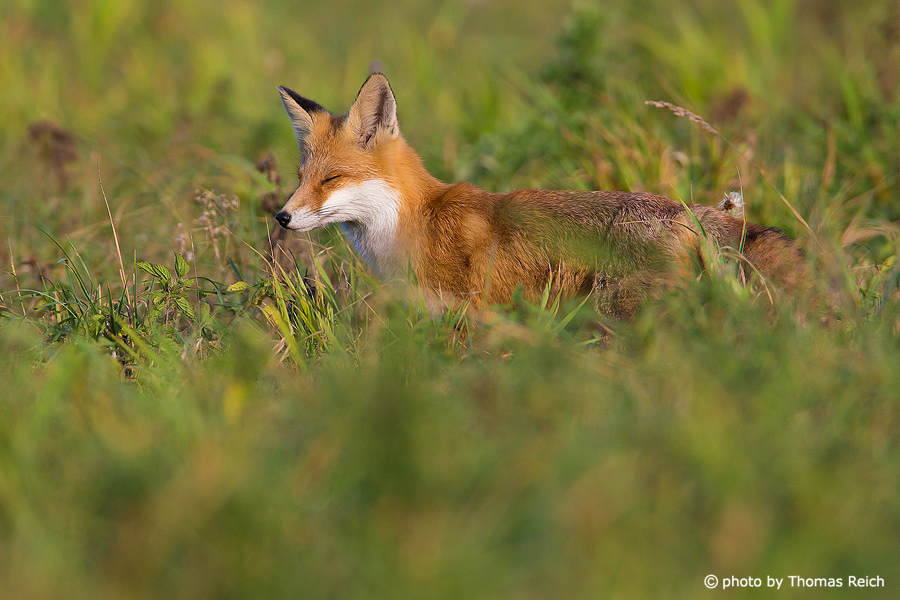 Red Fox in the nature