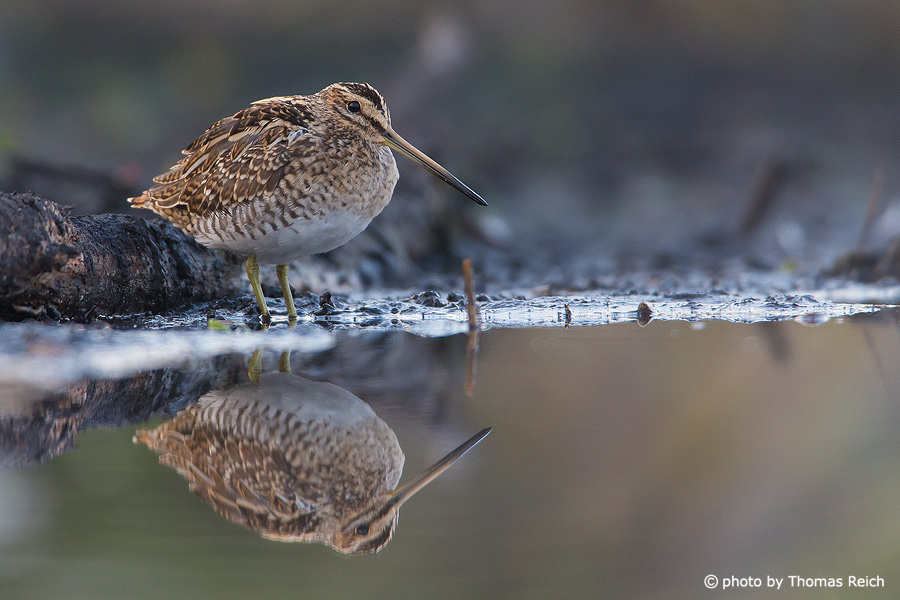 Common Snipe in the mud