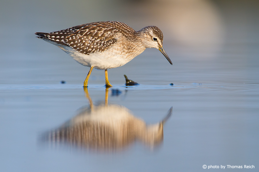 Wood Sandpiper wading in shallow waters