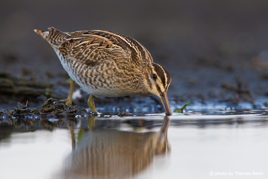 Common snipe hunting