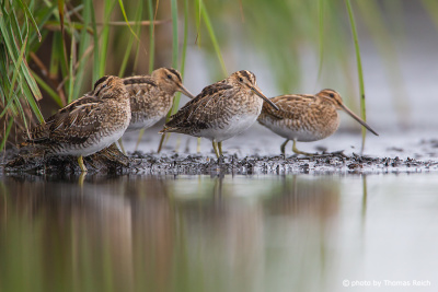 Group of Common snipe birds