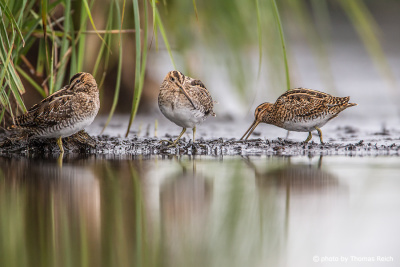 Common Snipes in shallow waters