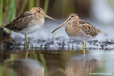 Common Snipe male and female