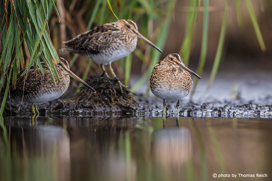 Common Snipes resting