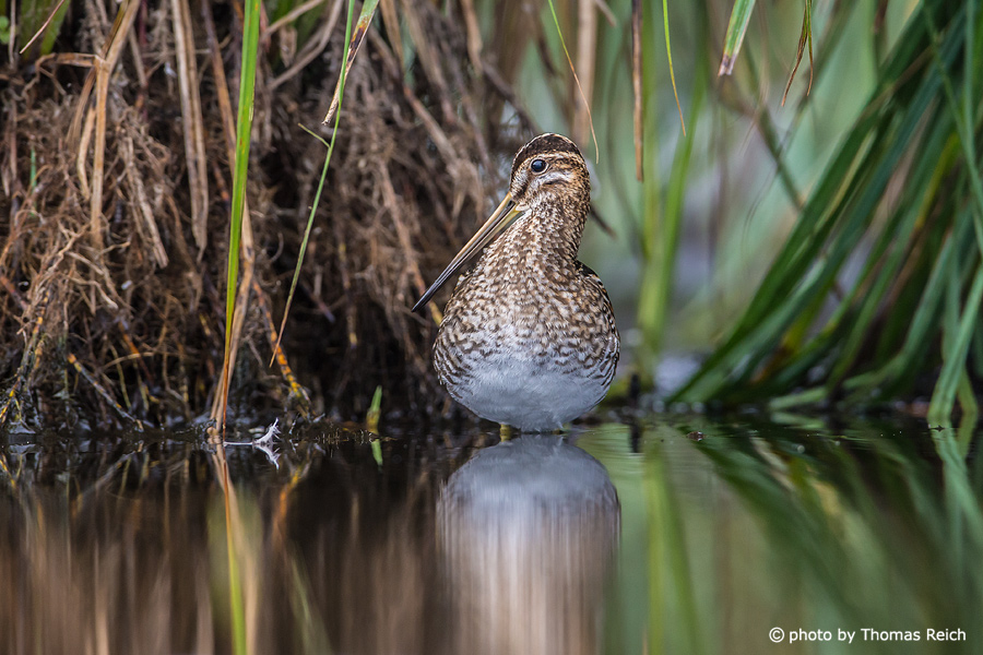 Common Snipe frontal view