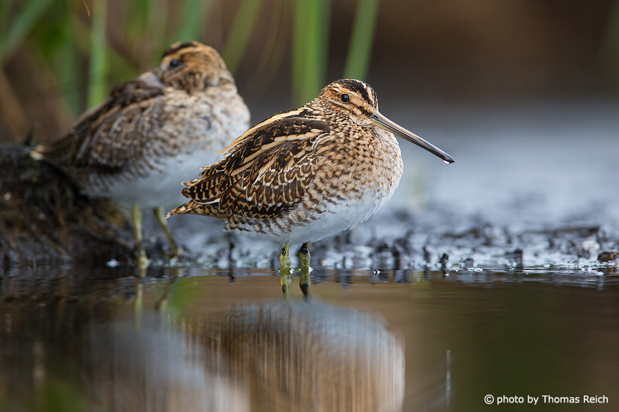 Common Snipe standing in shallow waters